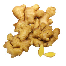 Wholesale fresh ginger new crop young fresh ginger 100g/150g/200g ginger
